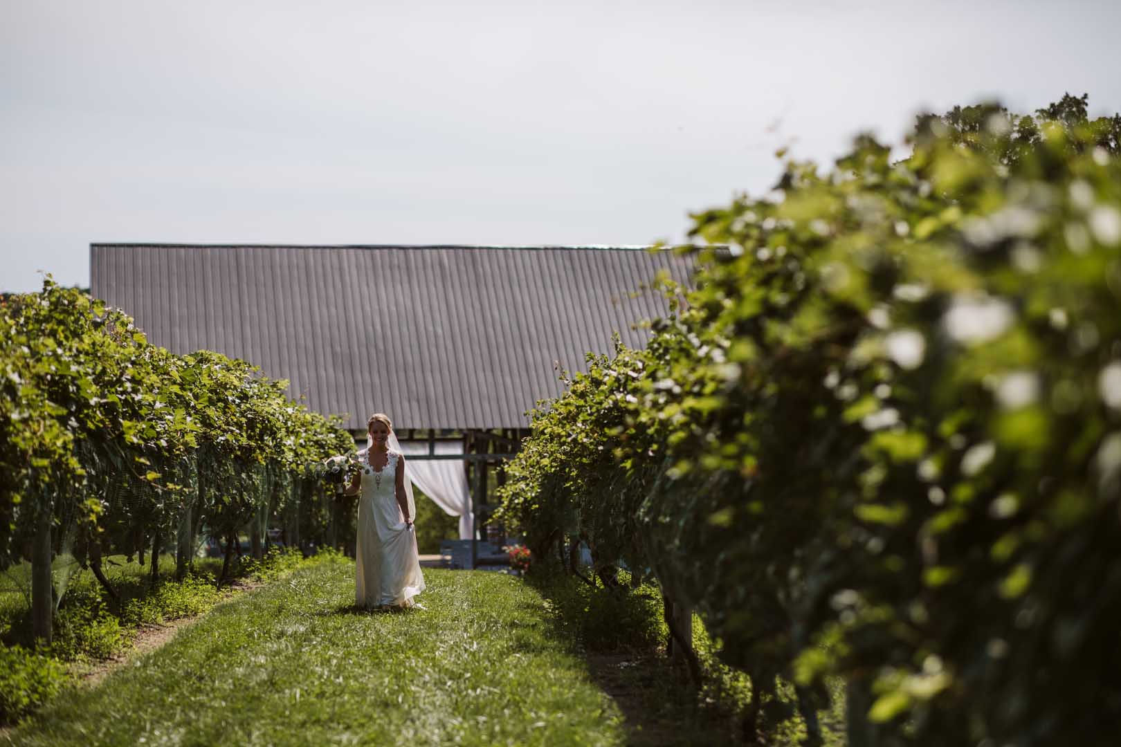 Bride in a white dress walking through rows of grape vines